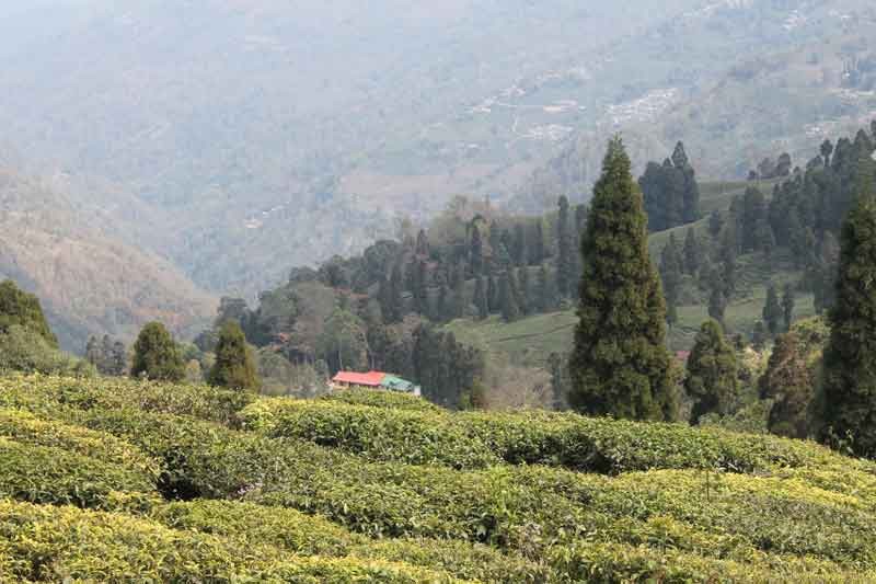 Tea gardens around takdah