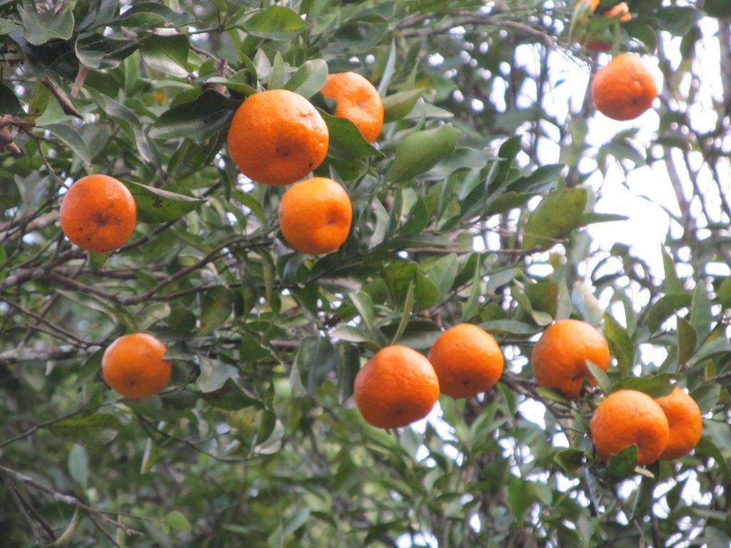 Orange gardens around Takdah