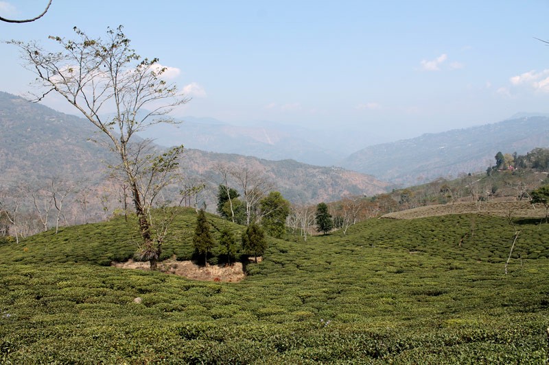 Tea gardens around takdah