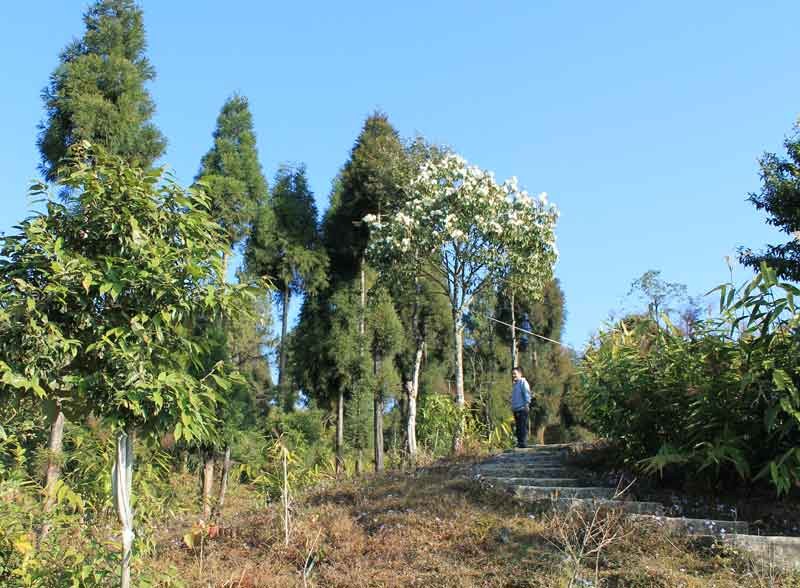 Forest walk around Takdah