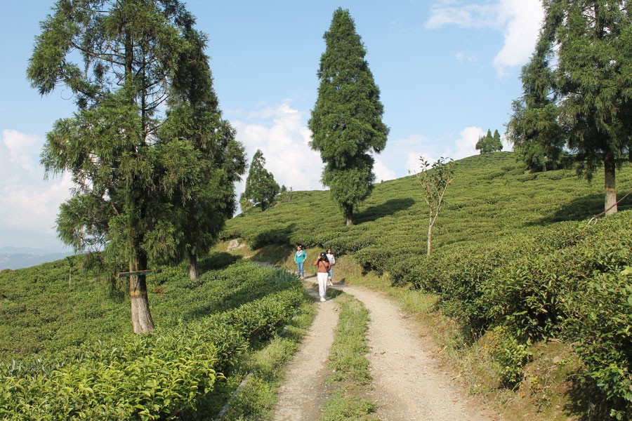 Teesta Valley Tea Estate